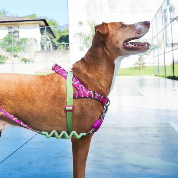 Zee.Dog Pettorina Norvegese Softer-Walk per Cani Jelly H3D