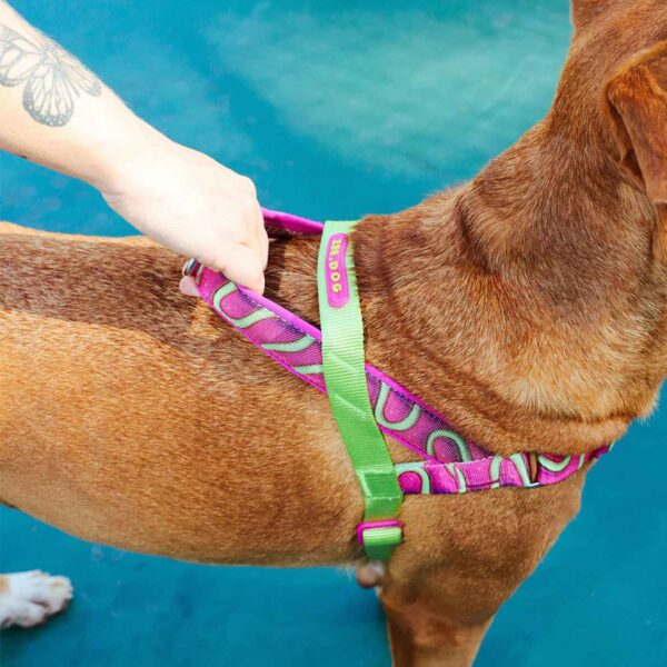 Zee.Dog Pettorina Norvegese Softer-Walk per Cani Jelly H3D