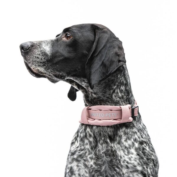 United Pets® Collare per Cani con Sottocollo Imbottito Linea CityLife Rosa