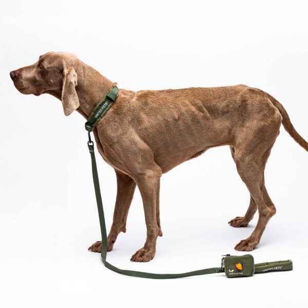 United Pets® Collare per Cani con Sottocollo Imbottito Linea CityLife Verde Militare