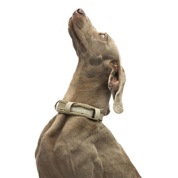 United Pets® Collare per Cani con Sottocollo Imbottito Linea CityLife Beige