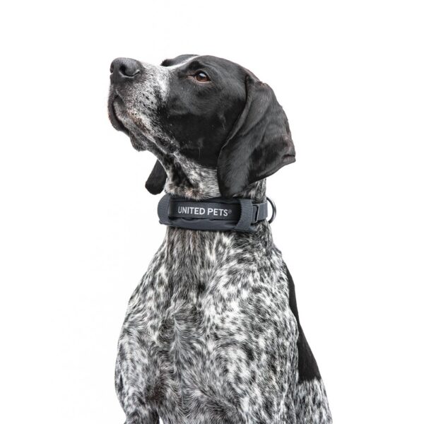 United Pets® Collare per Cani con Sottocollo Imbottito Linea CityLife Grigio Antracite