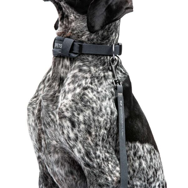United Pets® Collare per Cani con Sottocollo Imbottito Linea CityLife Grigio Antracite