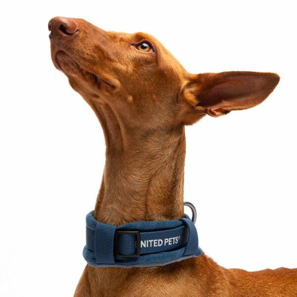 United Pets Collare per Cani con Sottocollo Imbottito Linea CityLife Blue Jeans