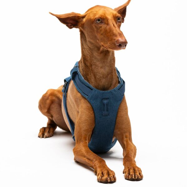 United Pets Pettorina H per Cani Imbottita Linea CityLife Blue Jeans