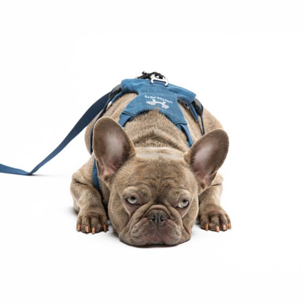 United Pets Pettorina H per Cani Imbottita Linea CityLife Blue Jeans