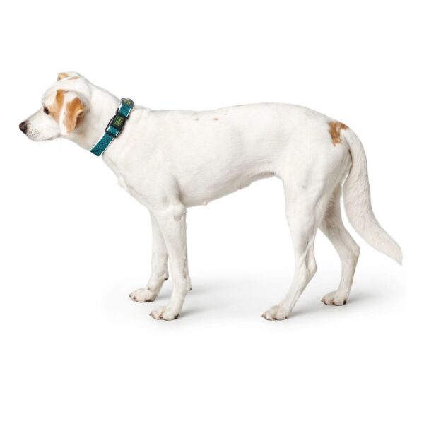 Hunter Collare per Cani Regolabile Hilo Vario Turchese Riflettente