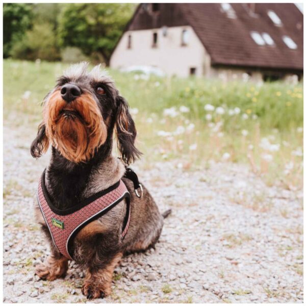 Hunter Pettorina per Cani Hilo Comfort Rosa Antico Riflettente