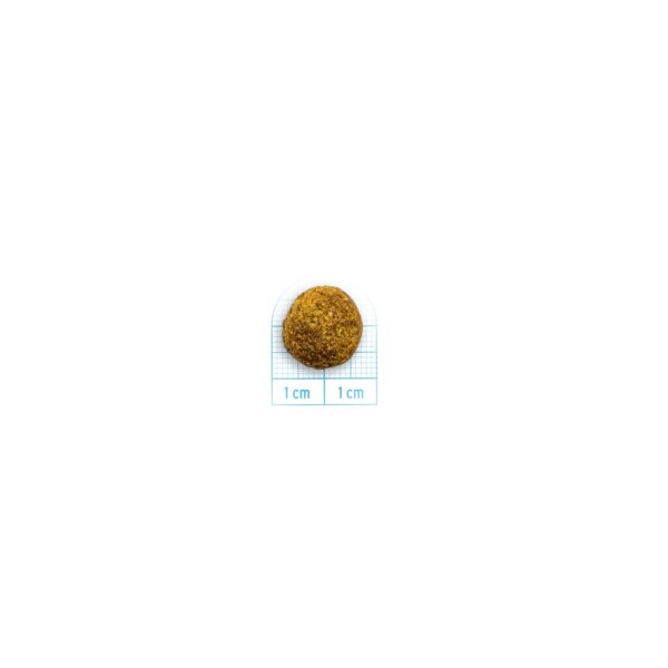 Forza 10 Intestinal Colon Fase 1 Mini e Toy Pesce per Cani Adulti 1,5 Kg