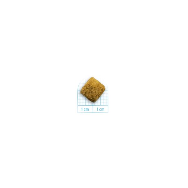 10 Kg - Forza 10 Intestinal Colon Fase 2 Active Pesce per Cani Adulti