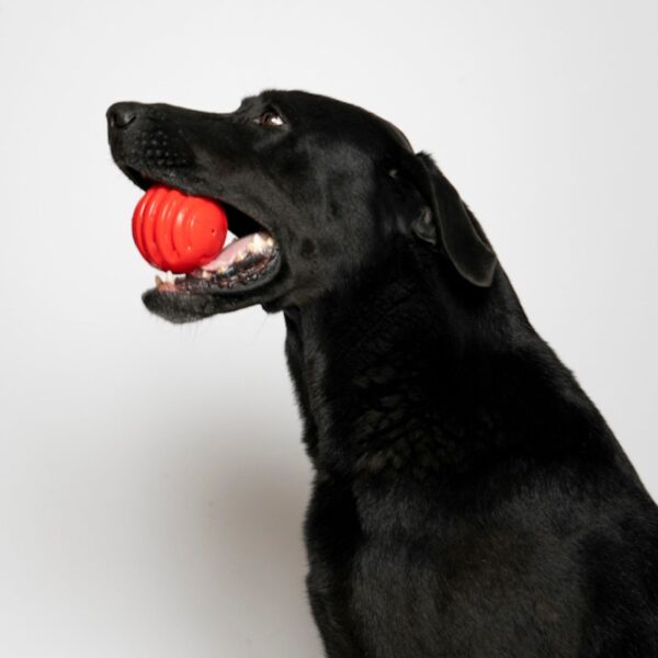 Bama Pet Palla Riga Gioco per Cani