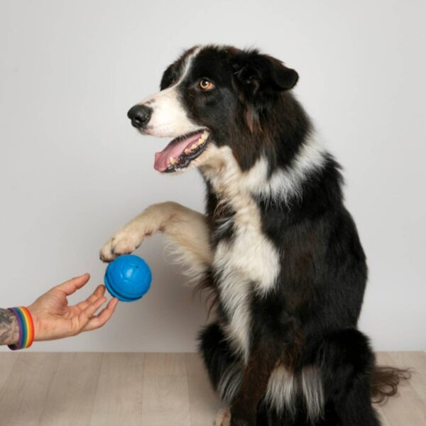 Bama Pet Palla Ruga Gioco per Cani