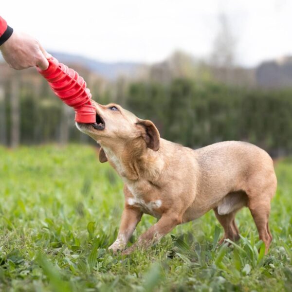 Bama Pet Tira & Molla Mini Gioco per Cani