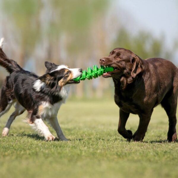 Bama Pet Tira & Molla Mini Gioco per Cani