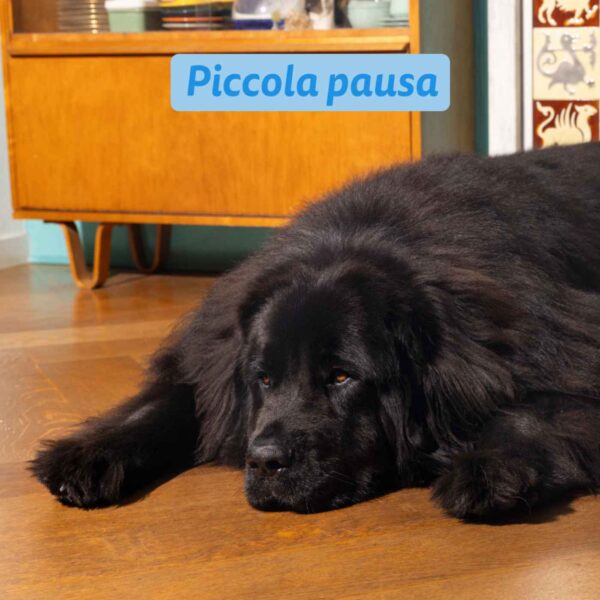Edgard & Cooper Salmone Norvegese per Cani Adulti