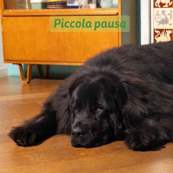 Edgard & Cooper Agnello per Cani Adulti