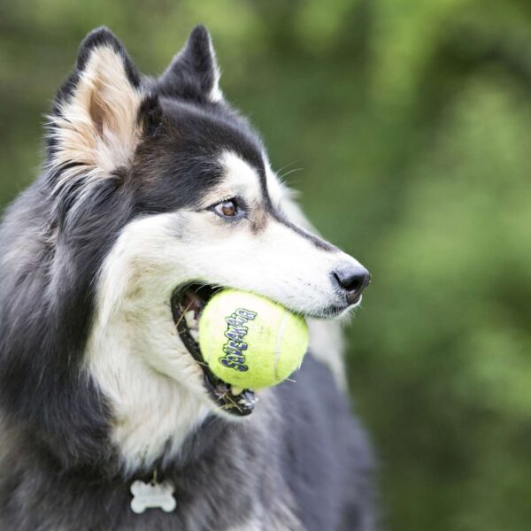 Kong Air Squeaker Tennis Ball Gioco per Cani Palla da Tennis