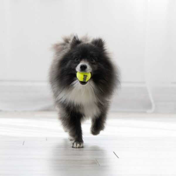 Kong Air Squeaker Tennis Ball Gioco per Cani Palla da Tennis