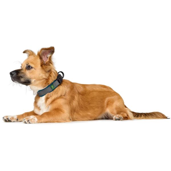 Hunter Collare per Cani Regolabile Maldon Petrolio/Grigio Riflettente