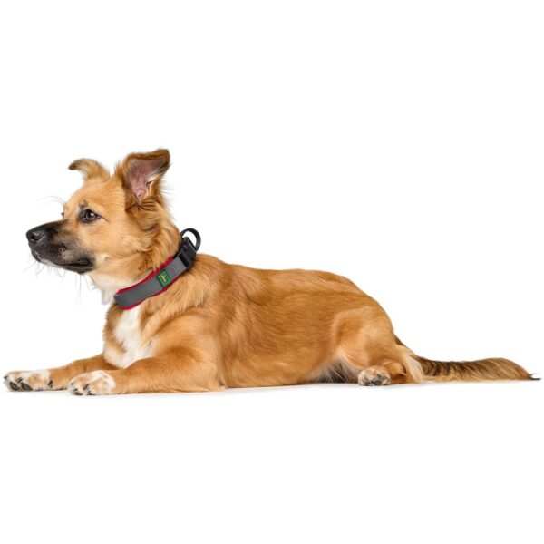 Hunter Collare per Cani Regolabile Maldon Rosso/Grigio Riflettente