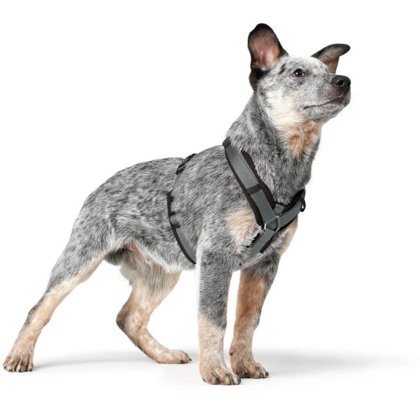 Hunter Pettorina per Cani Maldon Up Nero/Grigio Riflettente