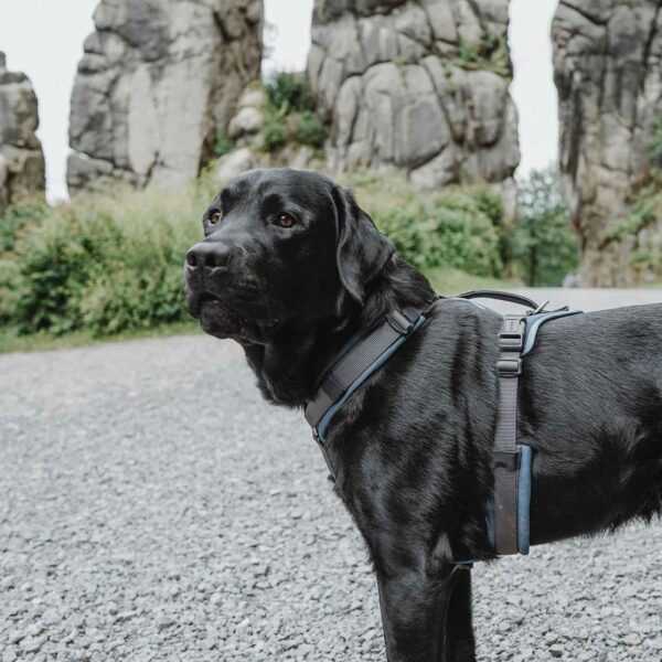 Hunter Pettorina per Cani Maldon Up Petrolio/Grigio Riflettente