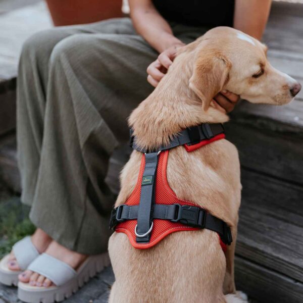 Hunter Pettorina per Cani Maldon Up Rosso/Grigio Riflettente