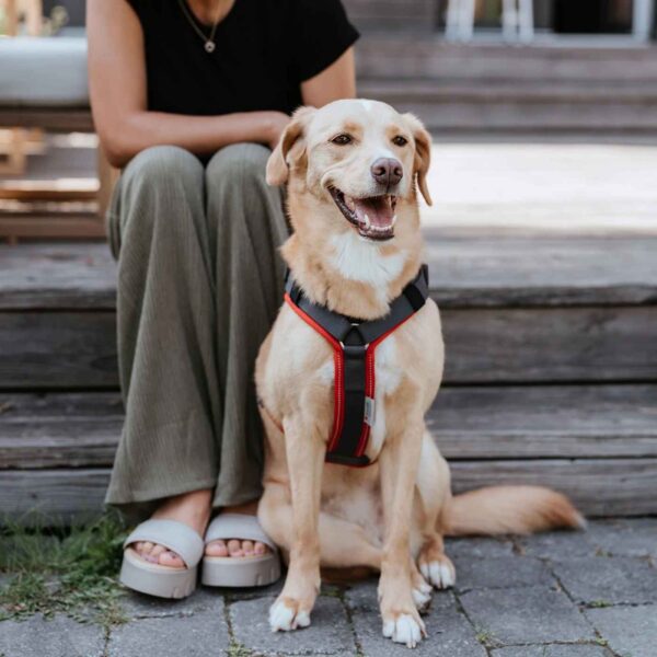 Hunter Pettorina per Cani Maldon Up Rosso/Grigio Riflettente