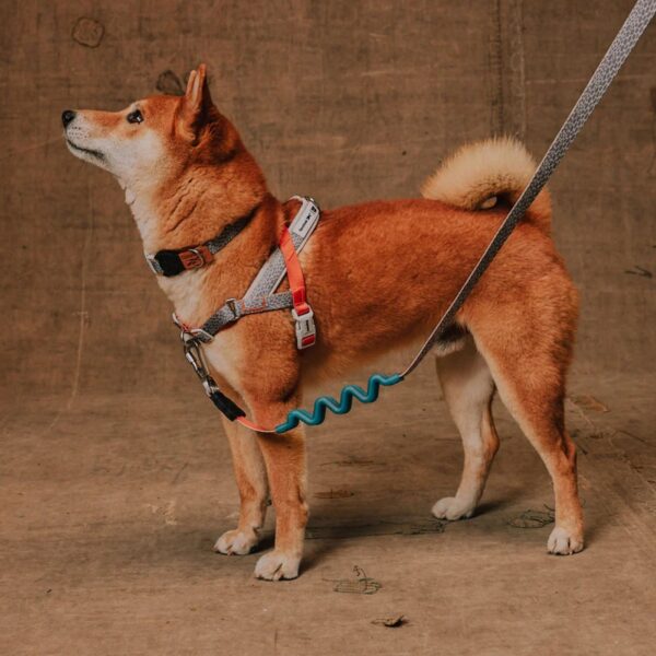 Zee.Dog Pettorina Norvegese Softer-Walk per Cani Reebok Suede