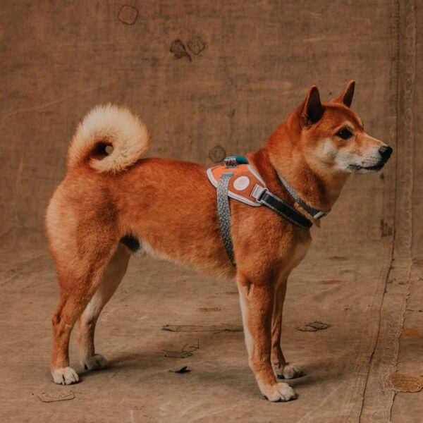 Zee.Dog Pettorina Per Cani con Maniglia Flyharness Reebook Suede