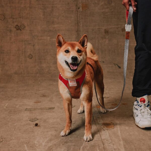 Zee.Dog Pettorina Regolabile Air Mesh per Cani Reebok Suede