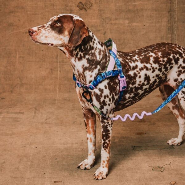 Zee.Dog Pettorina Norvegese Softer-Walk per Cani Reebok Trekk