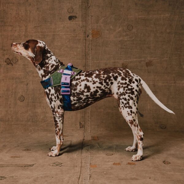Zee.Dog Pettorina Per Cani con Maniglia Flyharness Reebook Trekk