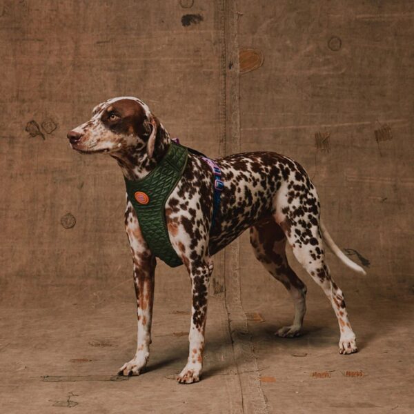 Zee.Dog Pettorina Regolabile Air Mesh per Cani Reebok Trekk