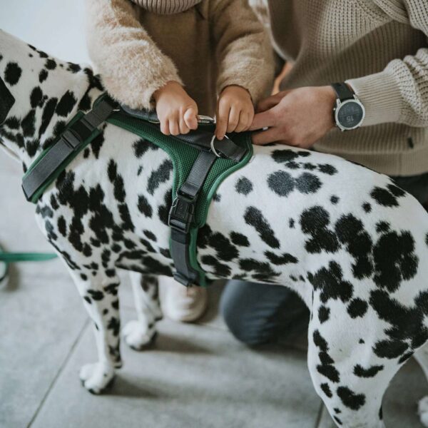 hunter pettorina per cani maldon up verde scuro/grigio riflettente