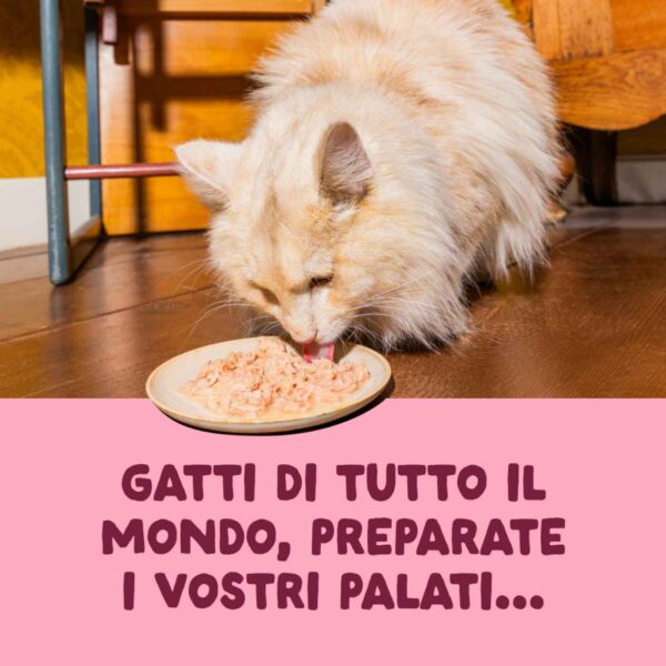 Edgard & Cooper Sfilaccetti per Gatti Adulti Pollo con Gamberetti in Brodo di Pollo 70 Gr.